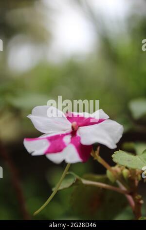 Fiore con Bianco & Rosa colore misto: Occupato luzzy (Pontederiaceae) -- Impatiens walleriana Hook.F. -Patienceplant, Sultana, Zanzibar, Fiore del Sultano Foto Stock