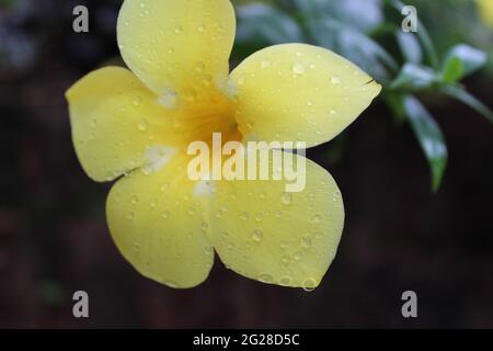 Bel fiore giallo aperto: Golden-tromba (Aipocynaceae) Allamanda catartica L. Foto Stock