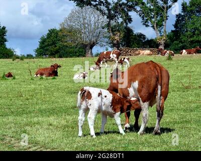 Closeup di latte di vitello marrone e bianco, dipartimento della Sarthe in Francia Foto Stock