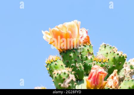 Cactus di pera di prickly primo piano con i fiori in colore arancione. Opuntia, comunemente chiamato pera di ceci, è un genere della famiglia dei cactus, Cactaceae. Prickly Foto Stock