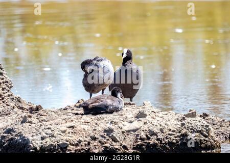 Piede eurasiatico - Fulica atra - con due pulcini nella zona naturale di Marismas del Odiel, Huelva, Andalusia, Spagna. Il fuoco è nell'uccello adulto con sha Foto Stock