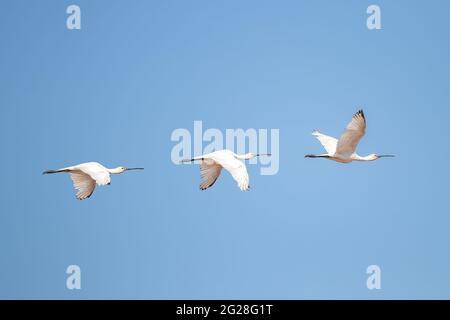 Tre spatole eurasiatiche (Platalea leucorodia) in volo nella zona naturale Marismas de Odiel, Huelva, Andalusia, Spagna Foto Stock