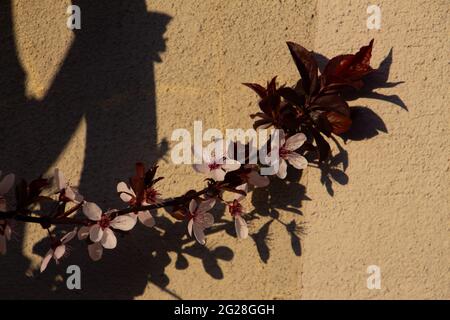 Primo piano di fiori di prugna di ciliegia, chiamato anche Prunus cerasifera o Kirschpflaume Foto Stock