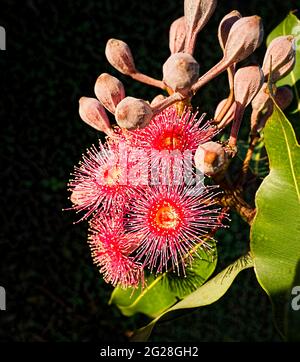 Fiori e boccioli rossi e rosa su un eucalipto australiano nativo o albero di gomma su uno sfondo scuro. Foto Stock