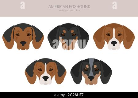 American foxhound tutti i colori clipart. Diversi colori di rivestimento. Illustrazione vettoriale Illustrazione Vettoriale