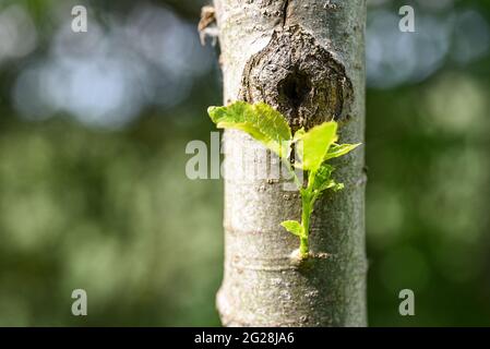 Un giovane ramo cresce dal tronco di un vecchio albero. Foto Stock