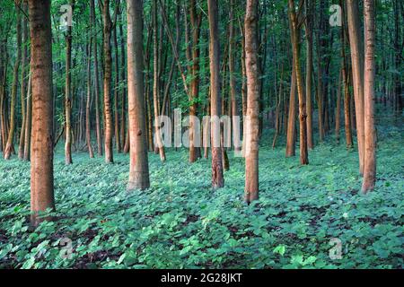 Giovani alberi di quercia piantine in foresta di querce. Natura boschi e alberi sfondo Foto Stock