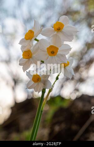 Daffodil comune (Narcissus tazetta) fotografato in Israele, nel mese di giugno Foto Stock