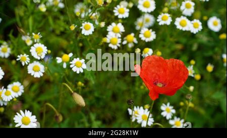 Troisdorf Germania fine maggio 2021 papaveri in fiore nei campi in bel tempo con cielo blu Foto Stock