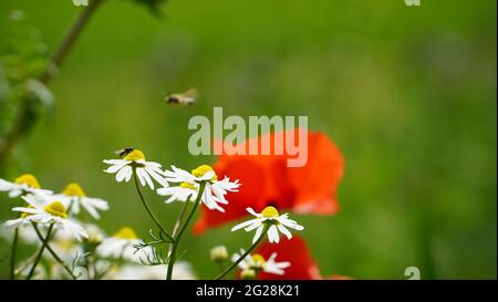 Troisdorf Germania fine maggio 2021 papaveri in fiore nei campi in bel tempo con cielo blu Foto Stock