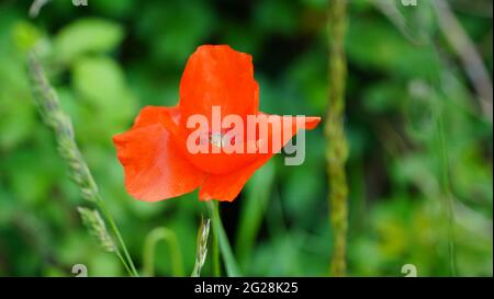 Troisdorf Germania fine maggio 2021 papaveri in fiore nei campi in bel tempo con cielo blu Foto Stock