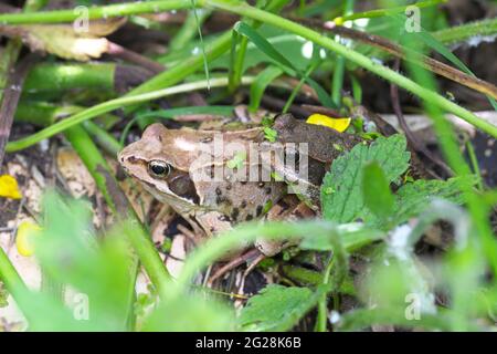 Coppia di rane comuni ( Rana temporaria ) a riposo in UK giardino stagno 2021 giugno - probabilmente l'esempio più grande sulla sinistra è una femmina Foto Stock