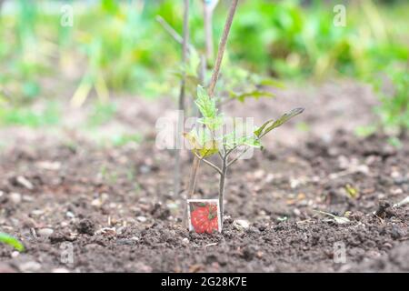 Beefsteak pomodoro pianta coltivare su un giardino di assegnazione di verdure nel giugno 2021 UK Foto Stock