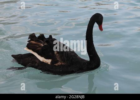 cigno nero che nuota in acqua Foto Stock