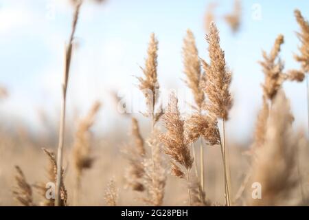 nel campo si sviluppano, nel vento, delle lussureggianti piagelle in fiore Foto Stock