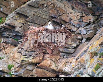 Un nido fulmar attivo che comprende rifiuti di plastica e metallo - preso vicino Collaster sull'isola di Unst a Shetland, Regno Unito. Foto Stock