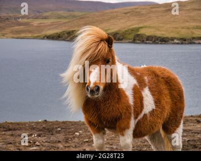 Un pony marrone e bianco Shetland sulla brughiera costiera aperta a Shetland, Regno Unito Foto Stock