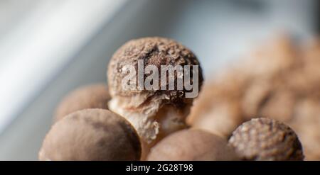 Shiitake funghi in crescita (Lentinula edodes) Foto Stock