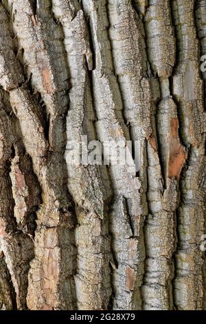 Vecchia corteccia di pioppo Foto Stock