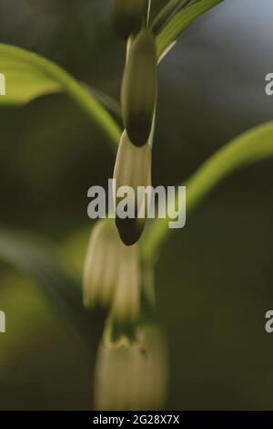 Polygonatum odoratum fiori bianchi-verdi. Fiore angolare del sigillo di salomone. Fiorisce il sigillo di Salomone profumato. Fiori di sigillo di salomone bianco-oro. Foto Stock