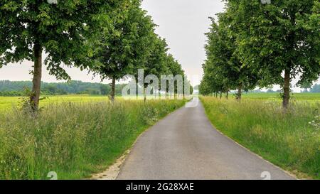 Linden tree vicolo lungo la piccola strada. Viale Linden in estate con foglie verdi fresche Foto Stock