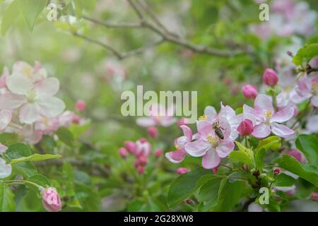 Closeup di fiori di mela a fiore nel giardino. Bella scena naturale con un albero fiorito. Albero di frutta di giardino fiorito di primavera Foto Stock