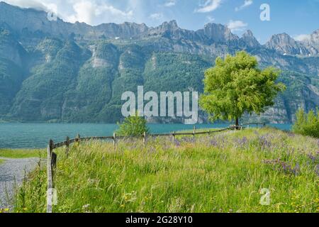 Albero singolo su un prato fiorito con cielo nuvoloso e montagna sullo sfondo. Natura sfondo Foto Stock