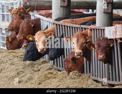 WOKING, REGNO UNITO - 02 giugno 2021: Una fila di mucche che si nutrono con la testa attraverso le ringhiere metalliche del loro recinto in una fattoria. Foto Stock