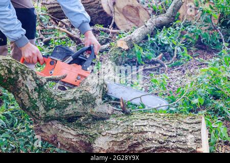 Albero che cade in rotto l'albero dopo un taglio di uragano con una motosega Foto Stock