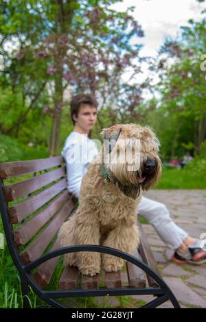 Terrier irlandese rivestito morbido. In primo piano, un cane soffice si siede su una panchina, con un giovane seduto dietro di essa. Una passeggiata nella primavera pubblica pa Foto Stock