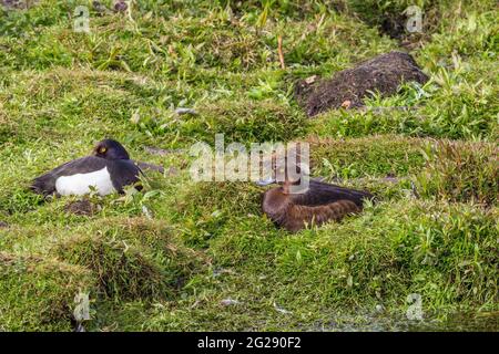 Coppia di anatra con tufted che riposa al bordo dell'acqua Foto Stock