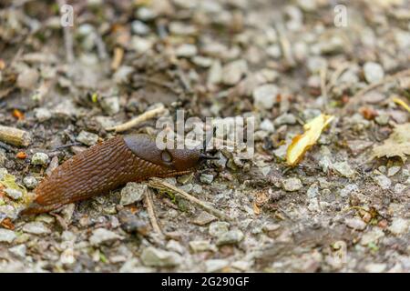 Slug strisciando su un sentiero in un giardino Foto Stock