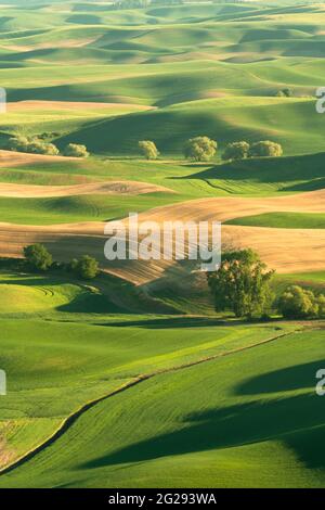 Verdi colline ondulate di campi di grano agricoli visti dal Palouse nello Stato di Washington Stati Uniti Foto Stock