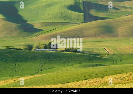 Verdi colline ondulate di campi di grano agricoli visti dal Palouse nello Stato di Washington Stati Uniti Foto Stock