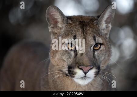 Ritratto di un maschio da un cougar nel parco. Foto Stock