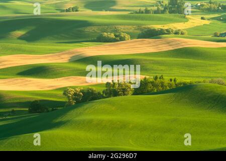 Green rolling hills of farmland wheat fields seen from the Palouse in Washington State USA Foto Stock