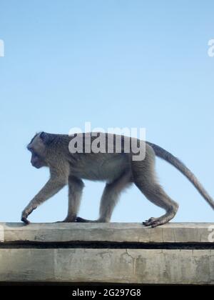 Le scimmie a Java Island, Indonesia Foto Stock