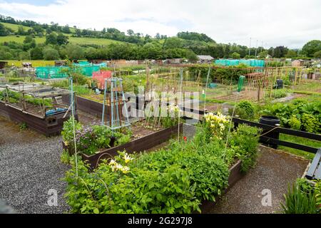Ben curate allocazioni vicino a Brecon, Powys, Galles, Regno Unito Foto Stock
