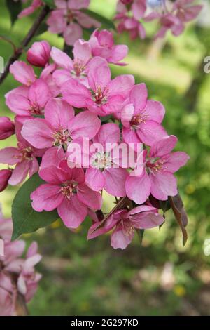 Ramo di purple fiore paradiso mela albero sullo sfondo della natura in primavera a Kaunas, Lituania Foto Stock