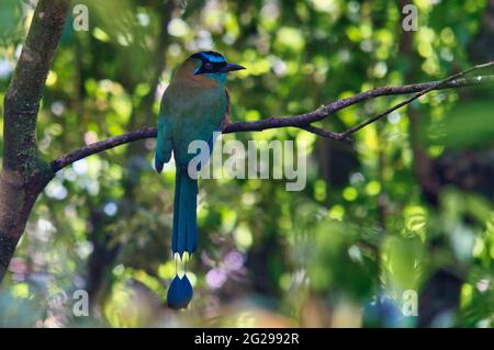 Blue-incoronata Motmot nella foresta di Costa Rica Foto Stock