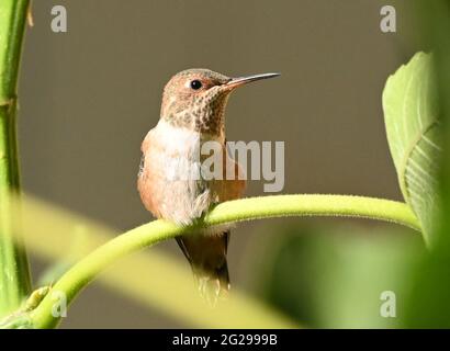 L’Hummingbird di Anna è scappato nell’albero di fico il 29 maggio 2021 a Los Angeles, California. Foto di Jennifer Graylock-Graylock.com 917-519-7666 Foto Stock