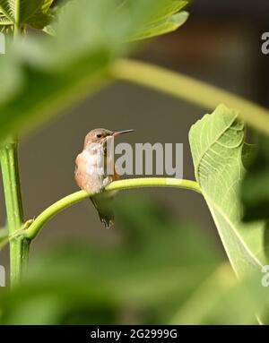 L’Hummingbird di Anna è scappato nell’albero di fico il 29 maggio 2021 a Los Angeles, California. Foto di Jennifer Graylock-Graylock.com 917-519-7666 Foto Stock