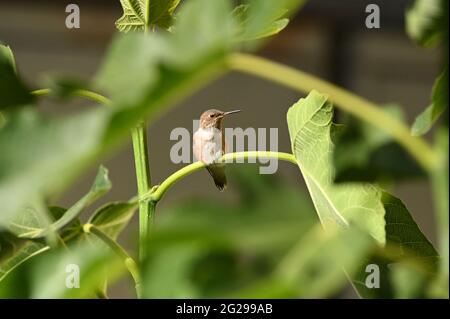 L’Hummingbird di Anna è scappato nell’albero di fico il 29 maggio 2021 a Los Angeles, California. Foto di Jennifer Graylock-Graylock.com 917-519-7666 Foto Stock