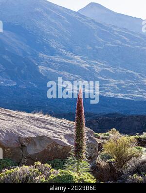 Echium wildpretii, Tajinaste rojo, Teide bugloss, impianto di fioritura rossa nel Parco Nazionale Las Canadas del Teide, Tenerife, Isole Canarie, Spagna Foto Stock