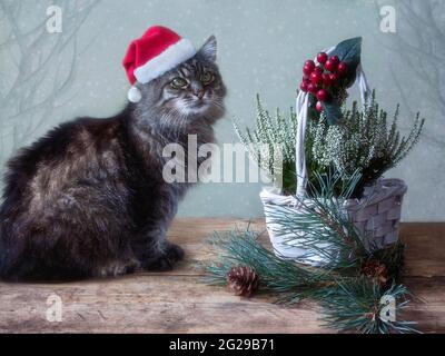 Gatto con cappello Santa sulla scheda di Natale Foto Stock