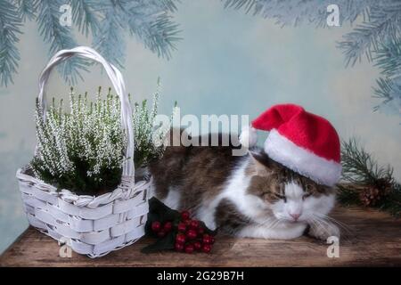 Gatto con cappello Santa sulla scheda di Natale Foto Stock