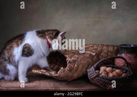 Macchiato gatto e piccolo topo nella vecchia dispensa Foto Stock