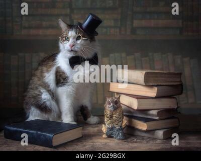 Gatto con cappello Foto stock - Alamy