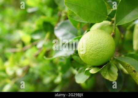 Albero verde lime appeso ai rami Foto Stock