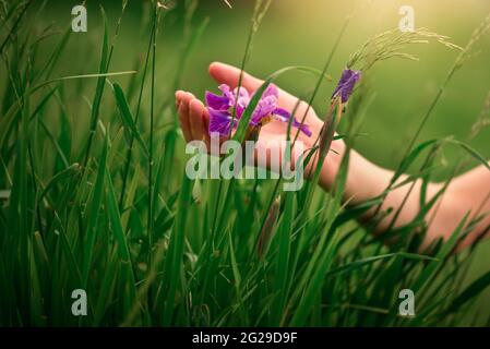 mano piccola che tocca un iris viola selvaggio in un giardino Foto Stock